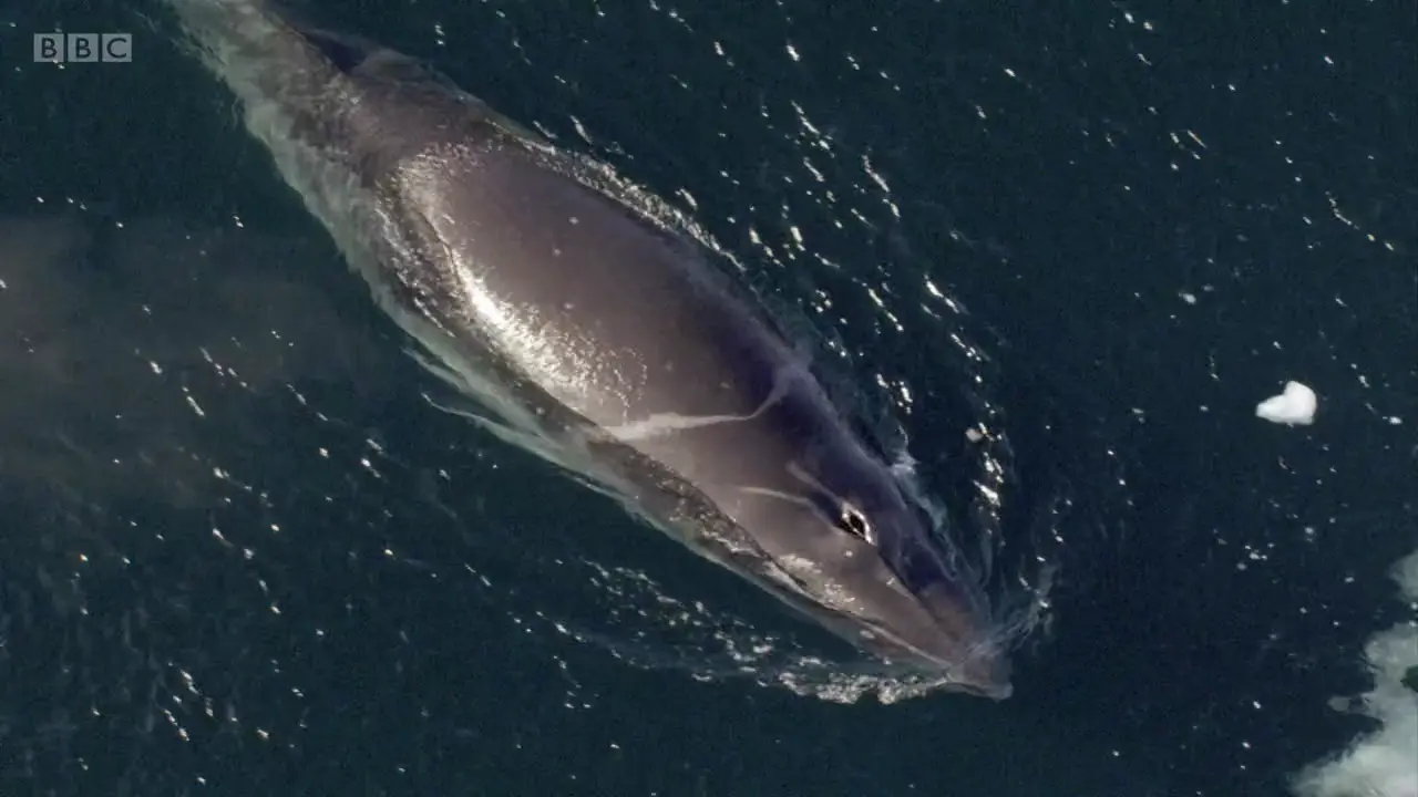 Antarctic minke whale (Balaenoptera bonaerensis) as shown in Frozen Planet - To the Ends of the Earth